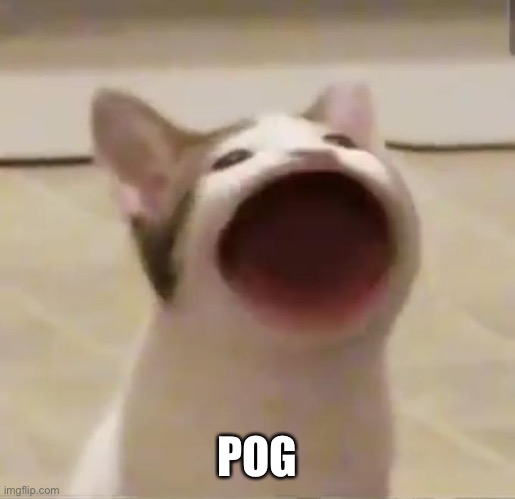 Pog cat | POG | image tagged in pog cat | made w/ Imgflip meme maker