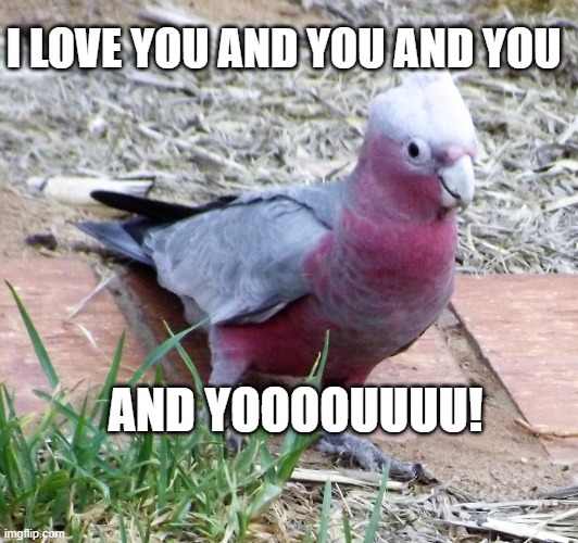 I love you and you and you | I LOVE YOU AND YOU AND YOU; AND YOOOOUUUU! | image tagged in i love you and you and you | made w/ Imgflip meme maker