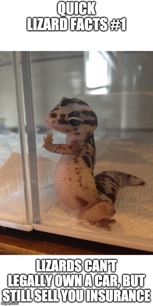 Photogenic Lizard  | QUICK LIZARD FACTS #1; LIZARDS CAN'T LEGALLY OWN A CAR, BUT STILL SELL YOU INSURANCE | image tagged in photogenic lizard | made w/ Imgflip meme maker