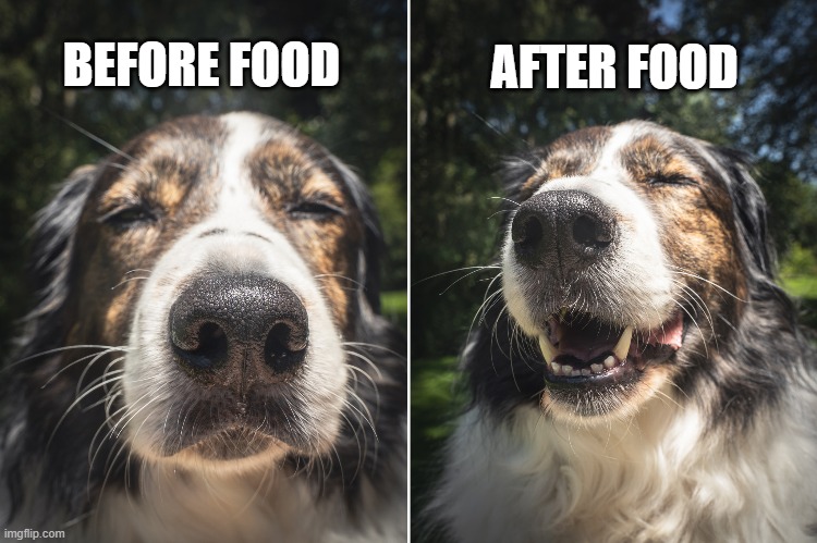 Food Thoughts | BEFORE FOOD; AFTER FOOD | image tagged in dog,dog thought,food | made w/ Imgflip meme maker