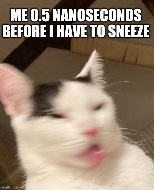 Me sneezing be like | ME 0.5 NANOSECONDS BEFORE I HAVE TO SNEEZE | image tagged in sneezing,cat | made w/ Imgflip meme maker