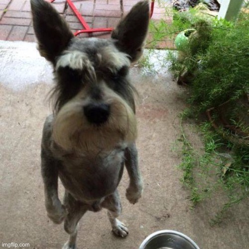MAD DOG | image tagged in mad dog | made w/ Imgflip meme maker