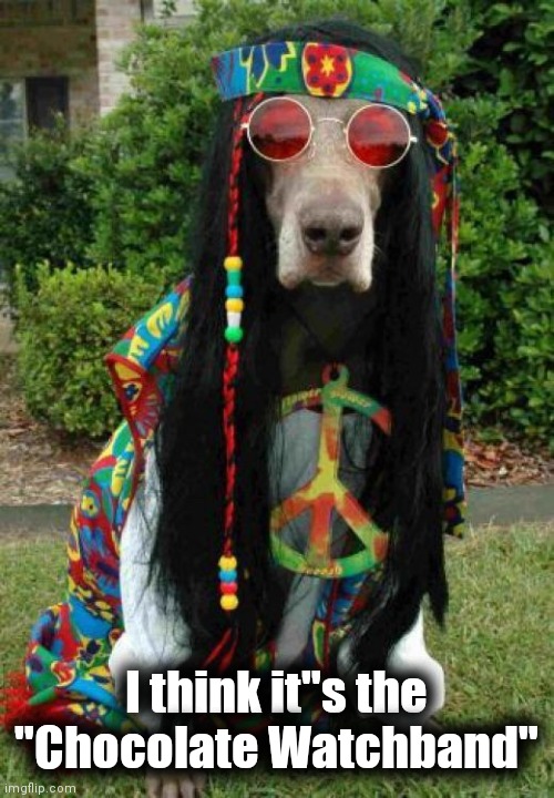 Hippie dog  | I think it"s the "Chocolate Watchband" | image tagged in hippie dog | made w/ Imgflip meme maker