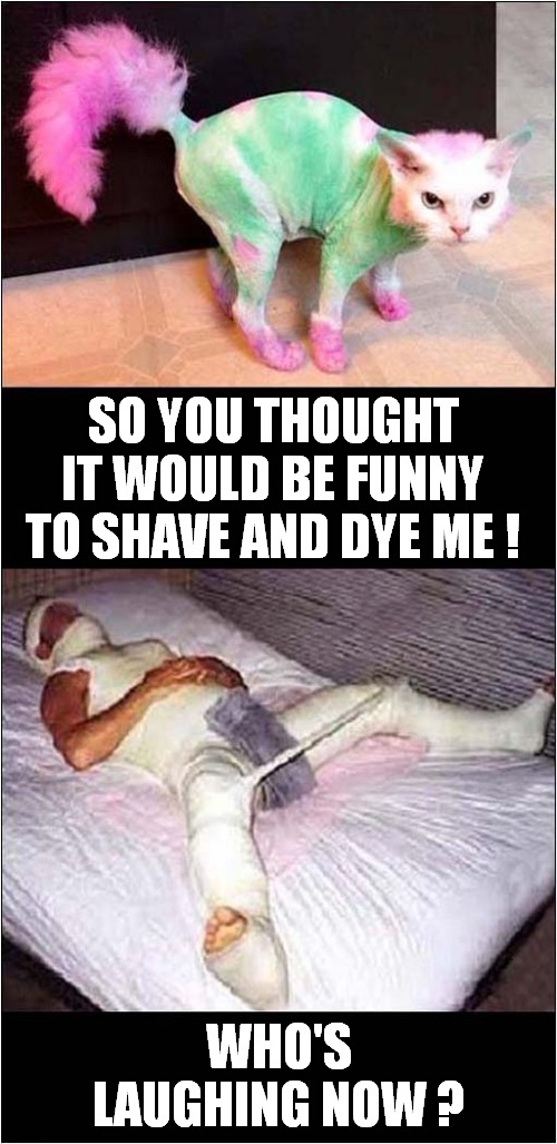 A Cat's Revenge ! | SO YOU THOUGHT IT WOULD BE FUNNY TO SHAVE AND DYE ME ! WHO'S LAUGHING NOW ? | image tagged in cats,shaving,dyed,revenge | made w/ Imgflip meme maker