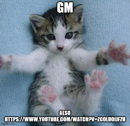 Goodmorning kitten | GM; ALSO HTTPS://WWW.YOUTUBE.COM/WATCH?V=ZCOLUOIJFZU | image tagged in goodmorning kitten | made w/ Imgflip meme maker