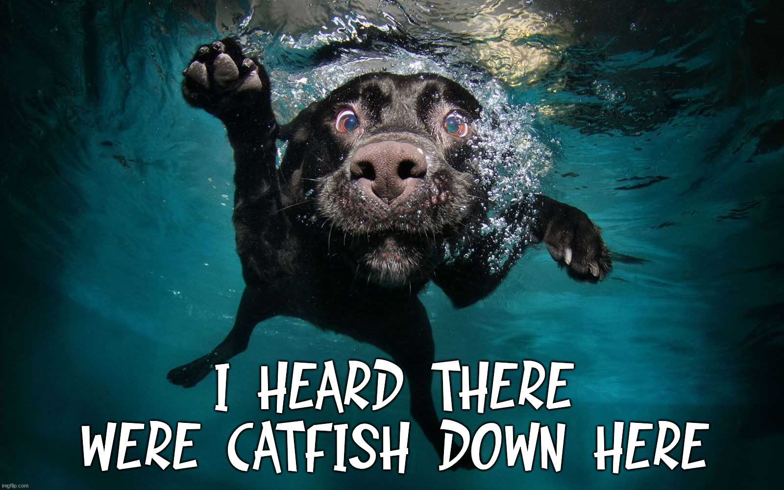 I HEARD THERE WERE CATFISH DOWN HERE | image tagged in dogs | made w/ Imgflip meme maker