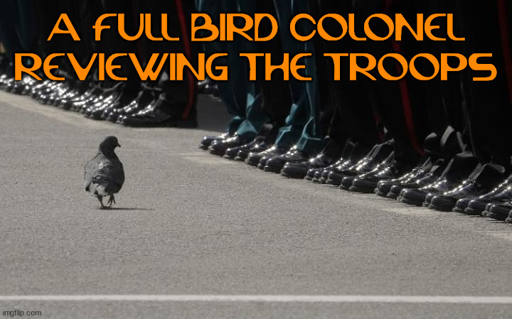 A FULL BIRD COLONEL REVIEWING THE TROOPS | image tagged in eyeroll | made w/ Imgflip meme maker