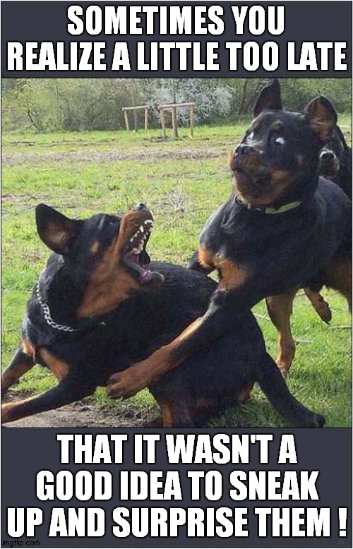 A Dogs Instant Regret ! | SOMETIMES YOU REALIZE A LITTLE TOO LATE; THAT IT WASN'T A GOOD IDEA TO SNEAK UP AND SURPRISE THEM ! | image tagged in dogs,instant regret | made w/ Imgflip meme maker