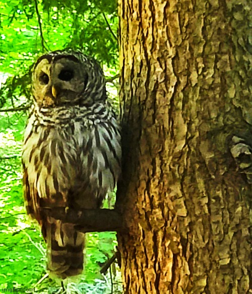 Owl that sat in a tree next to my campsite | made w/ Imgflip meme maker