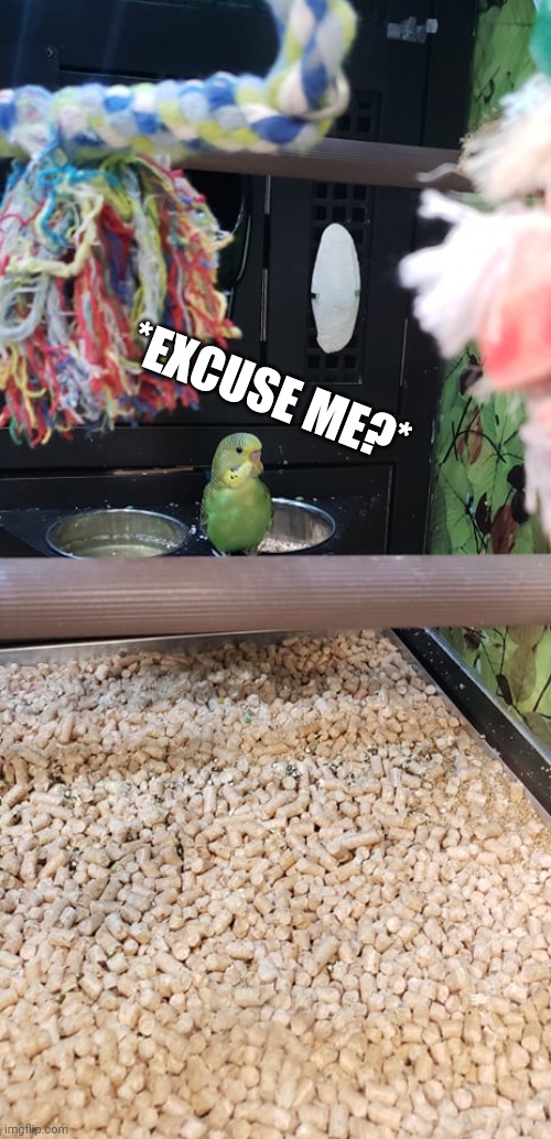 Excuse me wth | *EXCUSE ME?* | image tagged in hi i am birb | made w/ Imgflip meme maker