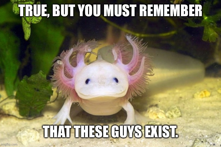 Axolotl | TRUE, BUT YOU MUST REMEMBER THAT THESE GUYS EXIST. | image tagged in axolotl | made w/ Imgflip meme maker