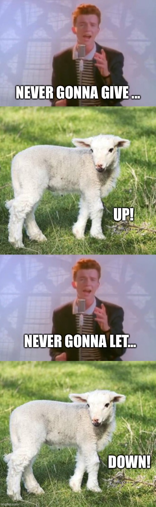 Never Gonna Give Ewe Up! |  NEVER GONNA GIVE ... UP! NEVER GONNA LET... DOWN! | image tagged in rick astley,ewe,puns,word play,memes | made w/ Imgflip meme maker