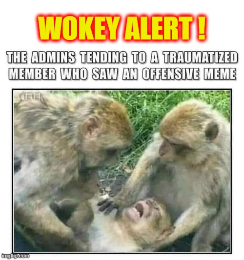 Wokey Alert ! | WOKEY ALERT ! | image tagged in transgender bathroom | made w/ Imgflip meme maker