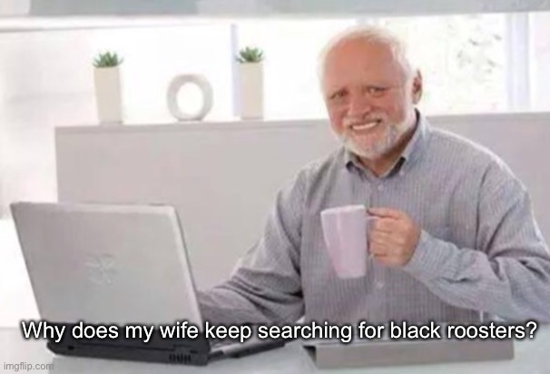 Check that out | Why does my wife keep searching for black roosters? | image tagged in harold,funny,memes | made w/ Imgflip meme maker