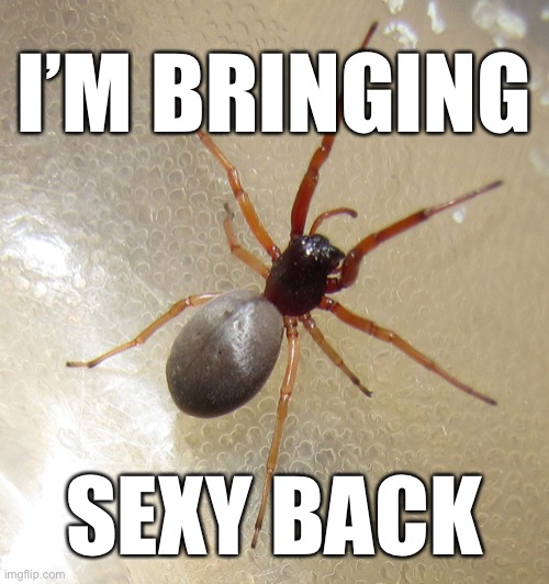 Making spiders even more sexy |  I’M BRINGING; SEXY BACK | image tagged in spider | made w/ Imgflip meme maker