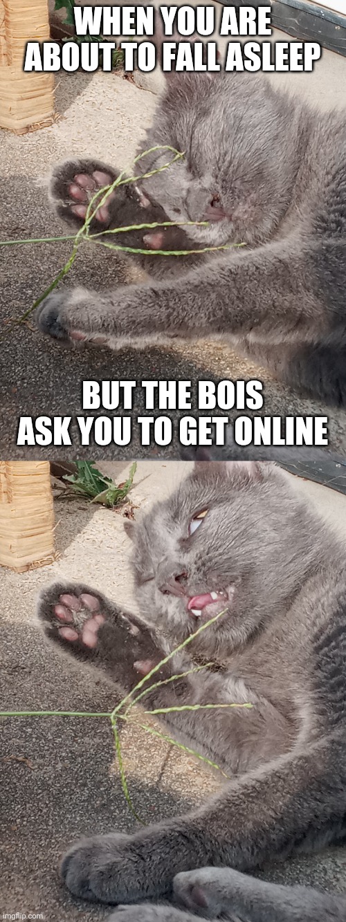 It is so cute | WHEN YOU ARE ABOUT TO FALL ASLEEP; BUT THE BOIS ASK YOU TO GET ONLINE | image tagged in cat,sure,da bois | made w/ Imgflip meme maker
