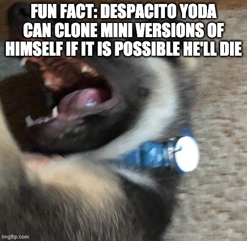 angy doggo | FUN FACT: DESPACITO YODA CAN CLONE MINI VERSIONS OF HIMSELF IF IT IS POSSIBLE HE'LL DIE | image tagged in angy doggo | made w/ Imgflip meme maker