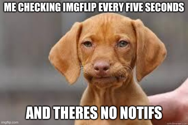 Disappointed Dog | ME CHECKING IMGFLIP EVERY FIVE SECONDS; AND THERES NO NOTIFS | image tagged in disappointed dog | made w/ Imgflip meme maker