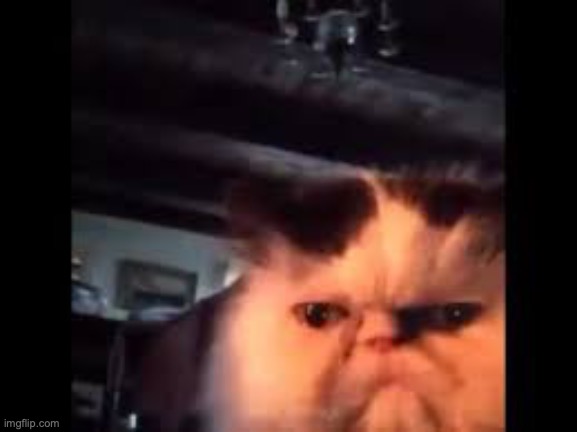 Diabeetus Cat | image tagged in diabeetus cat | made w/ Imgflip meme maker