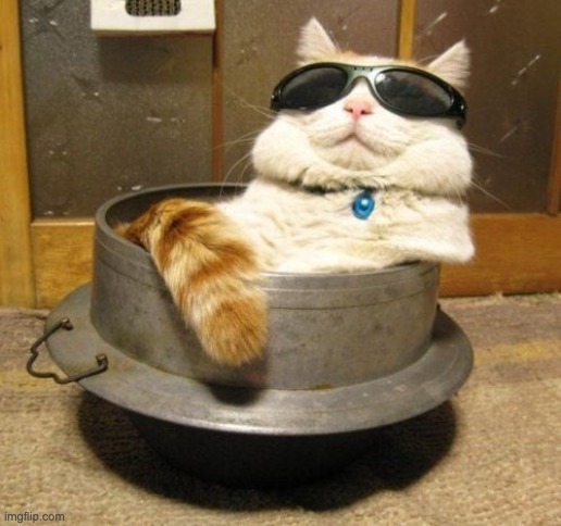 Cool cat | image tagged in cool cat | made w/ Imgflip meme maker