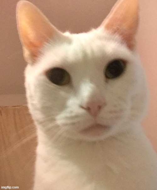 White Cat | image tagged in cat,cats,stare,death stare,watching,blurry colors | made w/ Imgflip meme maker