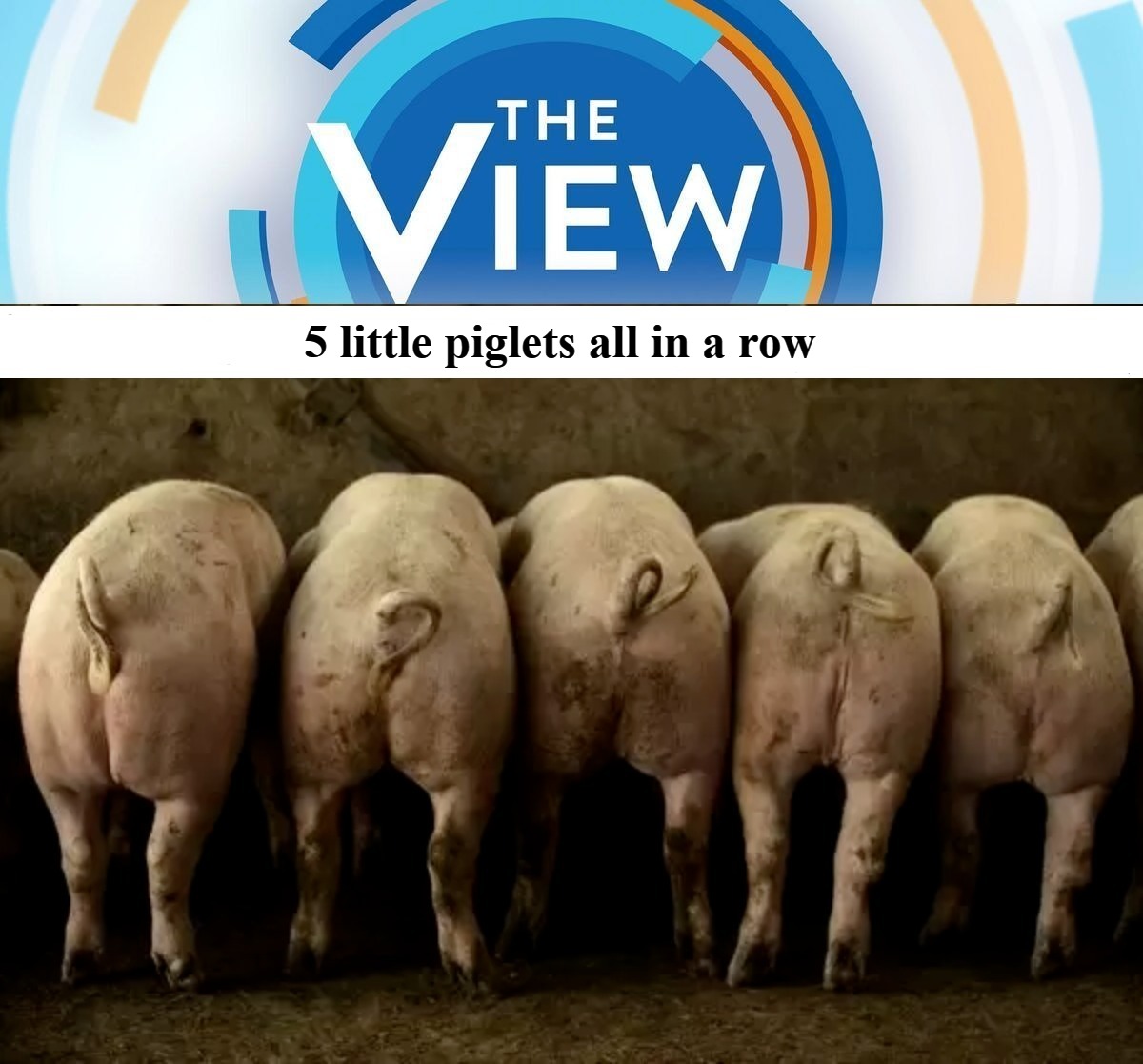 5 little piglets all in a row. | 5 little piglets all in a row | image tagged in the view,piglet,swine,whoopi goldberg | made w/ Imgflip meme maker