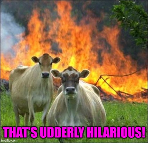 Evil Cows Meme | THAT'S UDDERLY HILARIOUS! | image tagged in memes,evil cows | made w/ Imgflip meme maker