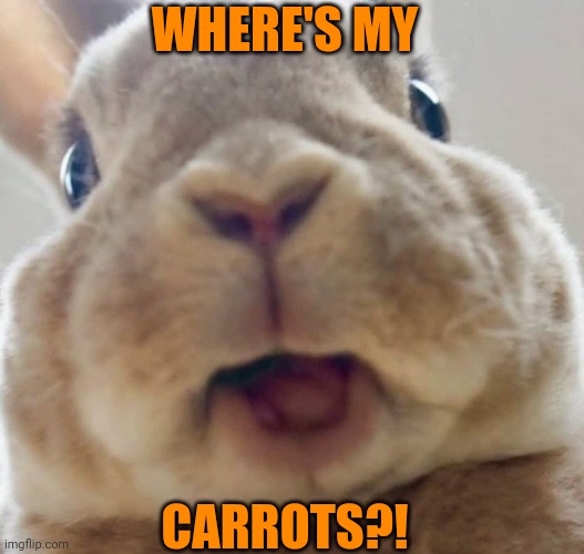 BUNNY WANTS THEM CARROTS | WHERE'S MY; CARROTS?! | image tagged in bunnies,bunny,rabbit | made w/ Imgflip meme maker