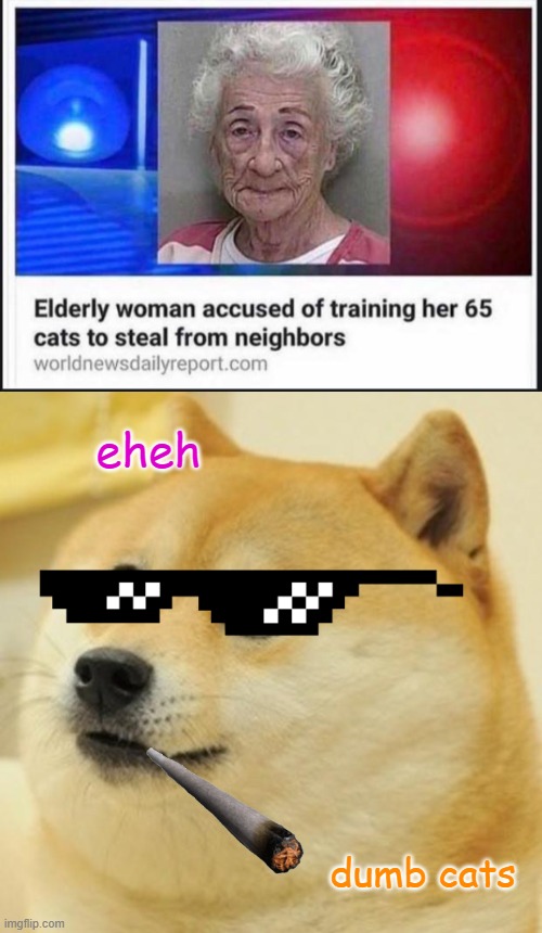 doge superior | eheh; dumb cats | image tagged in memes,doge | made w/ Imgflip meme maker
