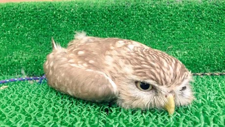 astroturf owl Blank Meme Template