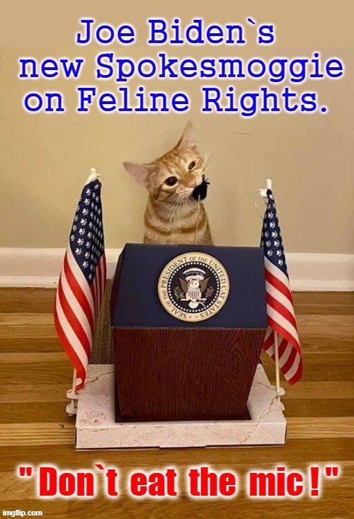 Biden`s Feline Spokes-creature ! | image tagged in woke | made w/ Imgflip meme maker