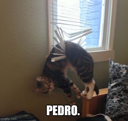 Pedro. | PEDRO. | image tagged in animals,funny animals,not funny | made w/ Imgflip meme maker