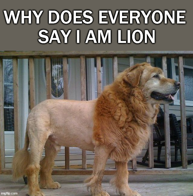 WHY DOES EVERYONE 
SAY I AM LION | image tagged in dogs | made w/ Imgflip meme maker