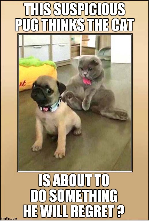 He Was Asking For It ? | THIS SUSPICIOUS PUG THINKS THE CAT; IS ABOUT TO DO SOMETHING HE WILL REGRET ? | image tagged in fun,dogs,cat,pug,instant regret | made w/ Imgflip meme maker