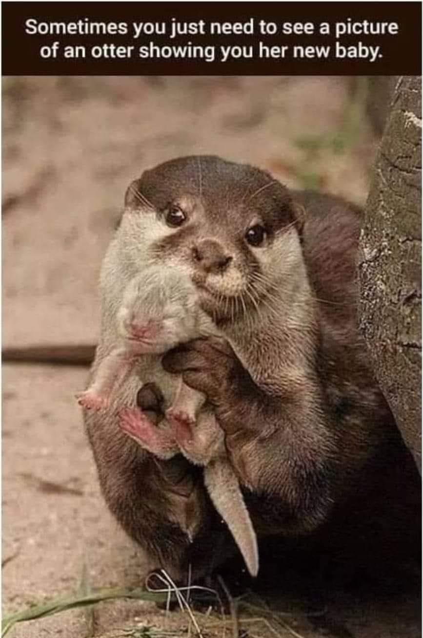 High Quality Adorable otter with baby Blank Meme Template