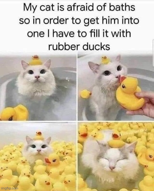 CAT / RUBBER DUCKS CROSSOVER MEME | image tagged in cat in bath rubber ducks,rubber ducks,repost,cat,cats,ducks | made w/ Imgflip meme maker