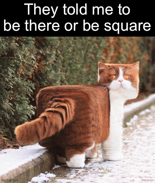 Harry Squarey | They told me to be there or be square | image tagged in funny cat memes | made w/ Imgflip meme maker