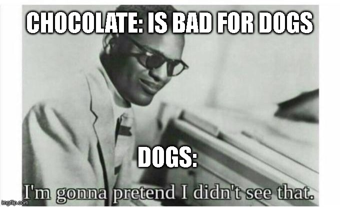 Im gonna pretend i didnt see that | CHOCOLATE: IS BAD FOR DOGS; DOGS: | image tagged in im gonna pretend i didnt see that,fun | made w/ Imgflip meme maker