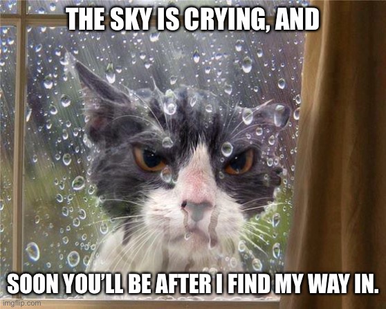 rainy cat |  THE SKY IS CRYING, AND; SOON YOU’LL BE AFTER I FIND MY WAY IN. | image tagged in rainy cat | made w/ Imgflip meme maker