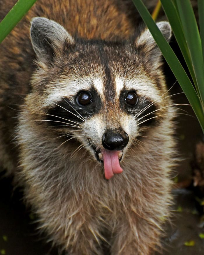 High Quality Raccoon tongue out Blank Meme Template