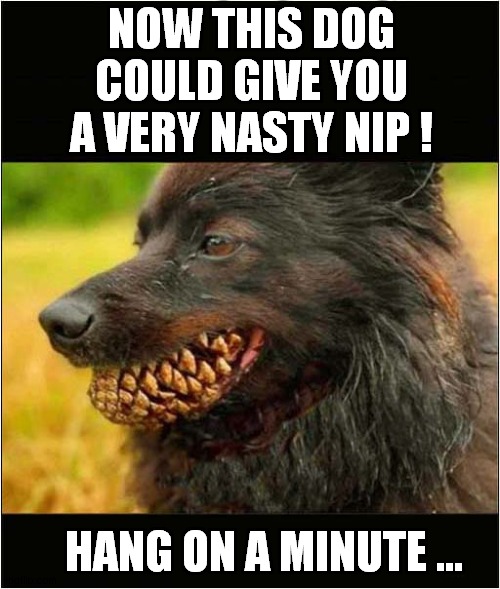 How Many Teeth ? | NOW THIS DOG COULD GIVE YOU A VERY NASTY NIP ! HANG ON A MINUTE ... | image tagged in dogs,teeth,visual pun | made w/ Imgflip meme maker