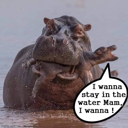 I wanna ! | I wanna
        stay in the
     water Mam,
  I wanna ! | image tagged in hippo | made w/ Imgflip meme maker
