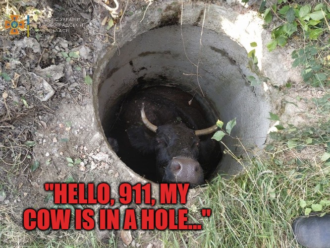 Cow Go Down The Hole | "HELLO, 911, MY COW IS IN A HOLE..." | image tagged in cow,hole,ukraine,police,heifers in distress | made w/ Imgflip meme maker