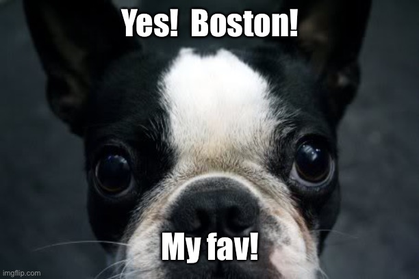 Boston Terrier | Yes!  Boston! My fav! | image tagged in boston terrier | made w/ Imgflip meme maker