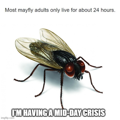 Old man take a look at my life | I'M HAVING A MID-DAY CRISIS | image tagged in vote housefly 2020,memes | made w/ Imgflip meme maker