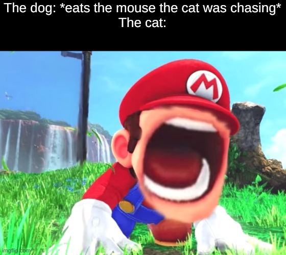 Dogs Vs. Cats: Mouse Hunt | The dog: *eats the mouse the cat was chasing*
The cat: | image tagged in mario screaming,dogs,cats,mice | made w/ Imgflip meme maker