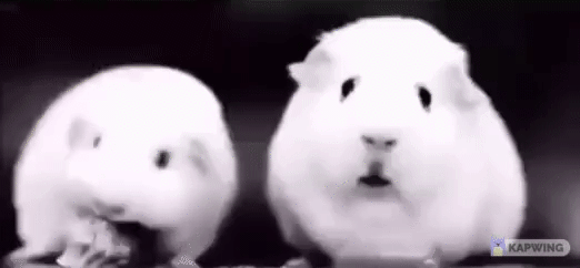 hamster meme Blank Template Imgflip