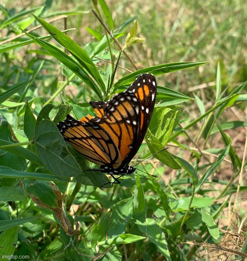 Monarch | image tagged in monarch | made w/ Imgflip meme maker