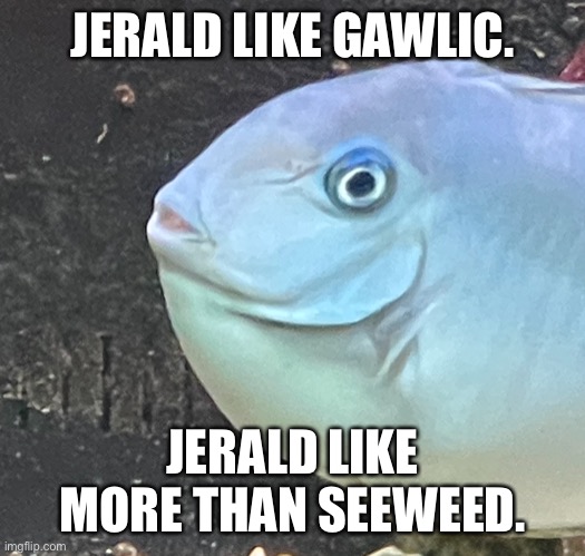 What fish like. | JERALD LIKE GAWLIC. JERALD LIKE MORE THAN SEEWEED. | image tagged in memes,fish,fishing,funny,funny memes,jerald | made w/ Imgflip meme maker