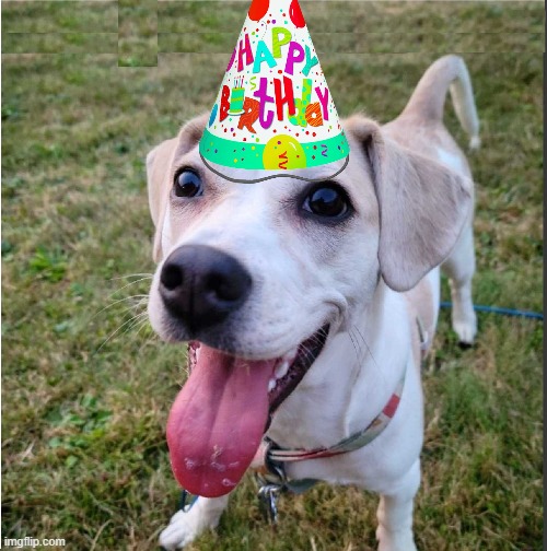 Birthday Noodle | image tagged in birthday,dog | made w/ Imgflip meme maker